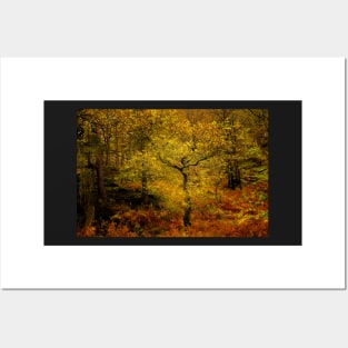 Autumn Trees Posters and Art